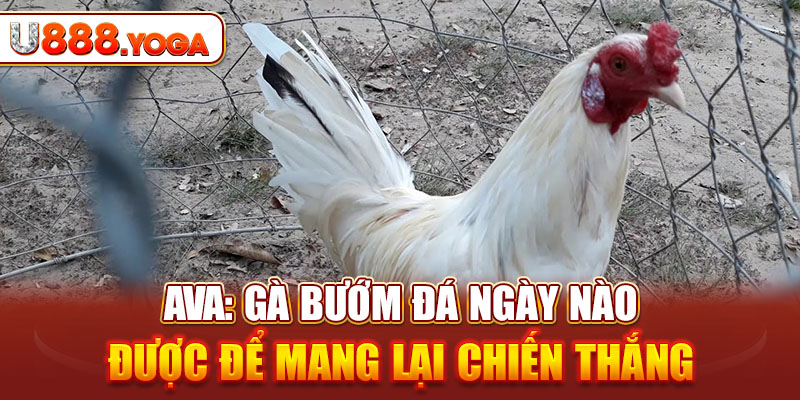 Gà Bướm Đá Ngày Nào Được