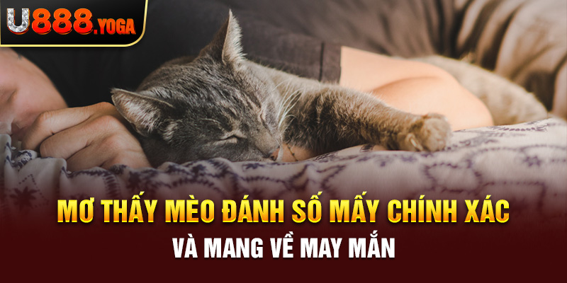 Mơ Thấy Mèo Đánh Số Mấy